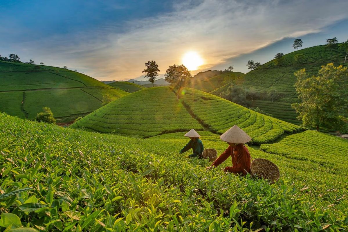 Đồi chè Hàm Yên