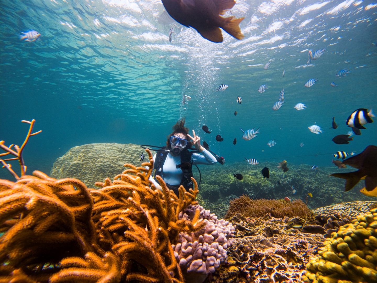 Lặn Ngắm San Hô