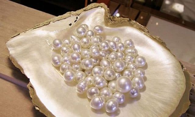 Trang trại Ngọc Trai